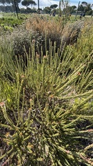 (c) Caroline Voget, some rights reserved (CC BY) Leucadendron levisanus, photograph (c) Caroline Voget, some rights reserved (CC BY)
