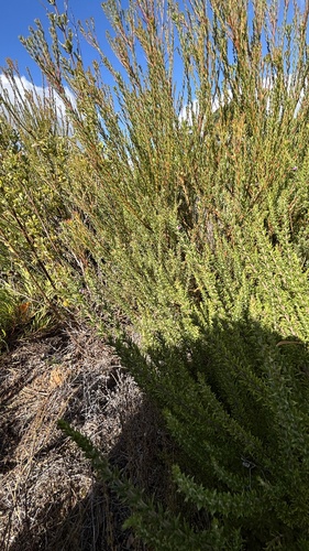 Leucadendron levisanus, photograph 5