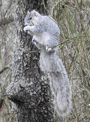 Sciurus niger cinereus
