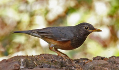 Black-Breasted Thrush photo 2
