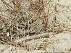 Passerculus sandwichensis princeps