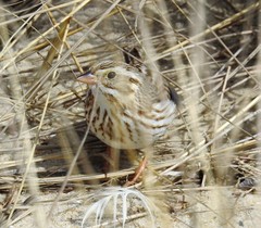 Passerculus sandwichensis princeps