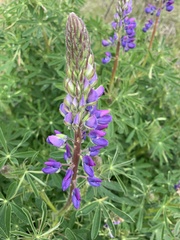 Lupinus rivularis