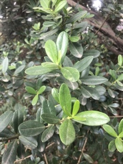 Alyxia buxifolia