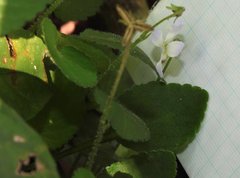 Viola diffusa