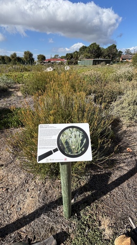 Leucadendron levisanus, photograph 6