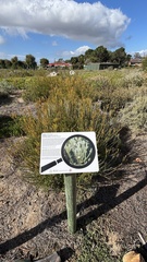 Leucadendron levisanus, photograph (c) Caroline Voget, some rights reserved (CC BY)