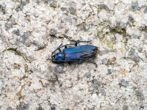 Pseudocallidium violaceum