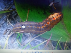 Theretra oldenlandiae