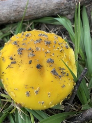 Amanita flavella