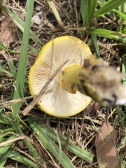 Amanita flavella