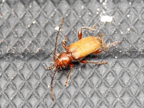 Callidiellum villosulum