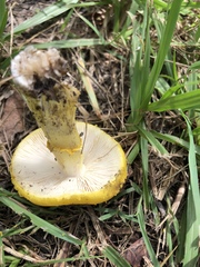 Amanita flavella