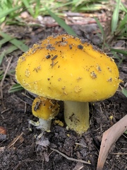 Amanita flavella