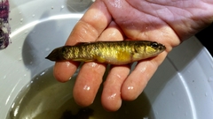 Umbra limi