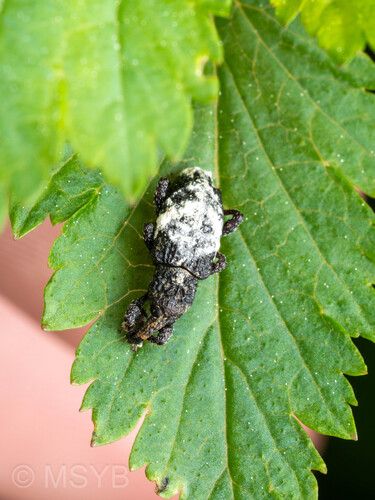 Pimelocerus elongatus