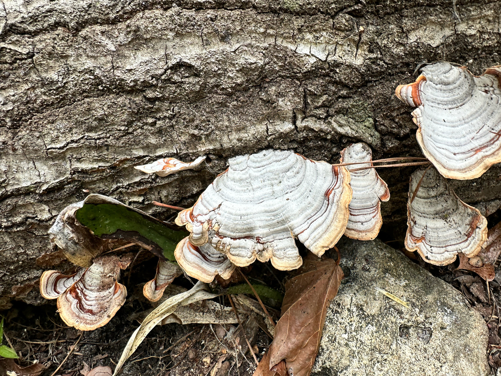 Stereum lobatum · April 2026 · photo: © ash2016 (iNaturalist, cc-by)