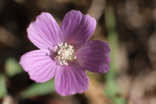 Anoda acerifolia, photograph 3