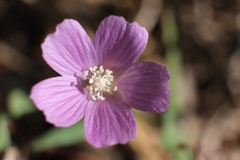 Anoda acerifolia, photograph (c) Xavier Alejandro Caratachea Navarro, some rights reserved (CC BY)