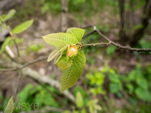 Asian Chestnut Gall Wasp
