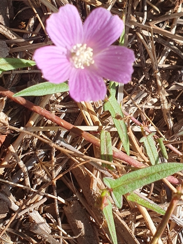 Anoda acerifolia, photograph 5
