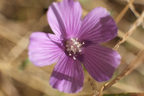 Anoda acerifolia