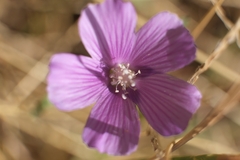 Anoda acerifolia