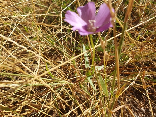 Anoda acerifolia, photograph 1