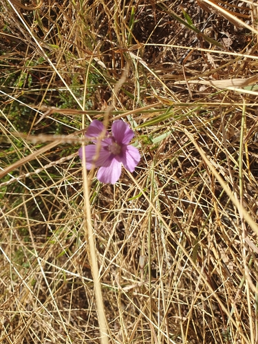 Anoda acerifolia, photograph 2