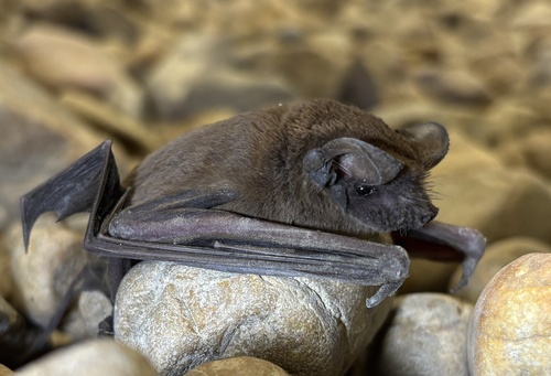 Mexican Free-tailed Bat photographed in Louisiana