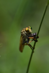 Cophinopoda