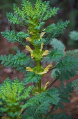 Pedicularis rex