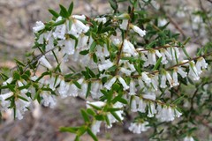 Styphelia biflora