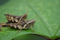 Acrididae
