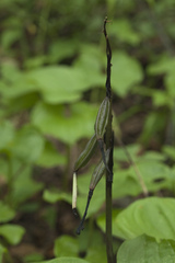 Cremastra appendiculata variabilis