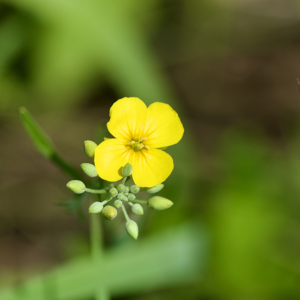 Physaria gracilis; photograph (c) Joshua Ebright, some rights reserved (CC BY)