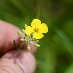 Physaria gracilis, photograph (c) Joshua Ebright, some rights reserved (CC BY)