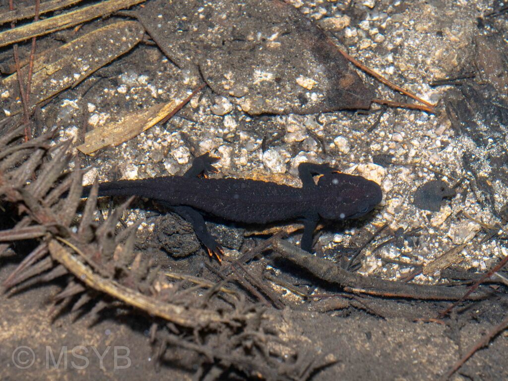 Anhui Knobby Newt