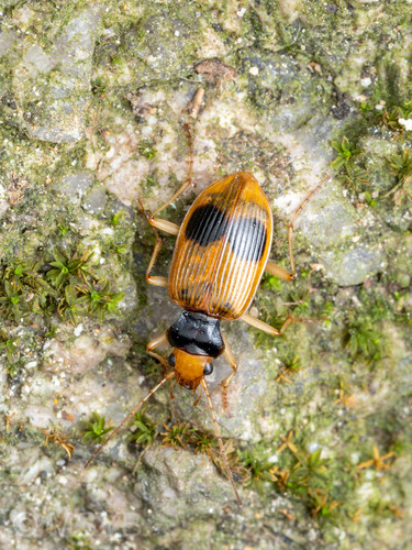Nebria pulcherrima