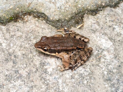 LaTouche's Frog