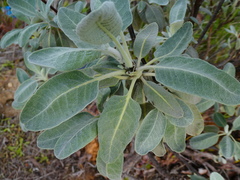 Braggia