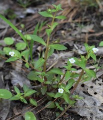 Gratiola neglecta