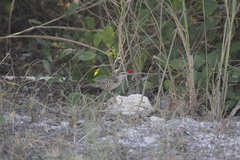 Campylorhynchus yucatanicus