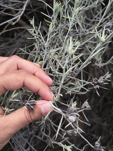Tetradymia comosa, photograph 4