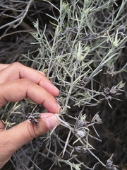 Tetradymia comosa, photograph (c) Camila Guillén, some rights reserved (CC BY)