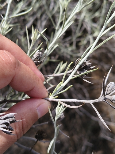 Tetradymia comosa, photograph 5