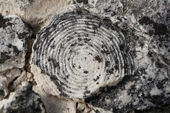 Nummulites