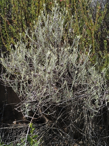 Tetradymia comosa, photograph 6