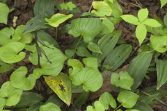 Cremastra appendiculata variabilis