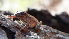 Litoria everetti